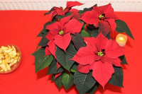 Advent v JéÁčku - 24.11.2012